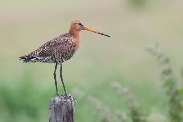 Vogel natuur Texel