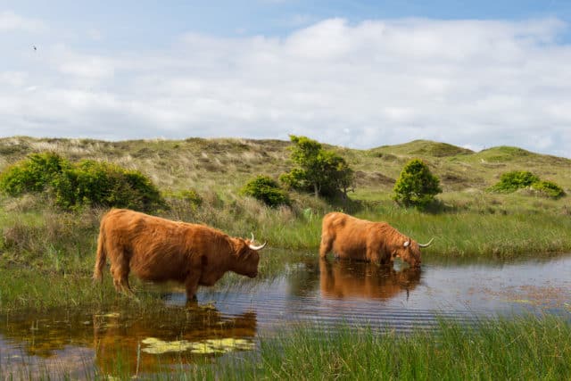 Schotse Hooglanders natuur wandelen Bollekamer Texel
