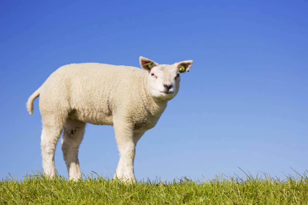 Schaap lammetje natuur Texel