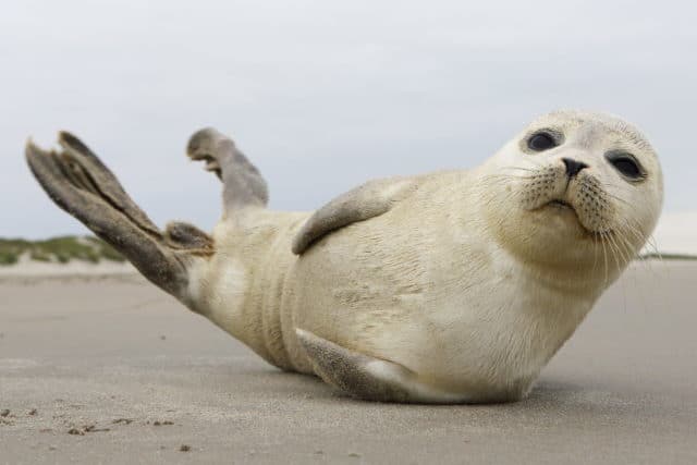 Zeehond strand Texel